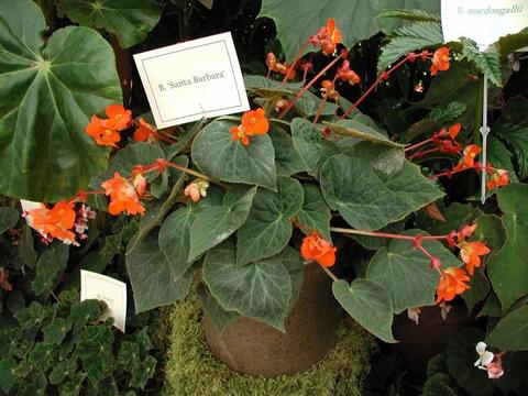 B. ‘Santa Barbara’